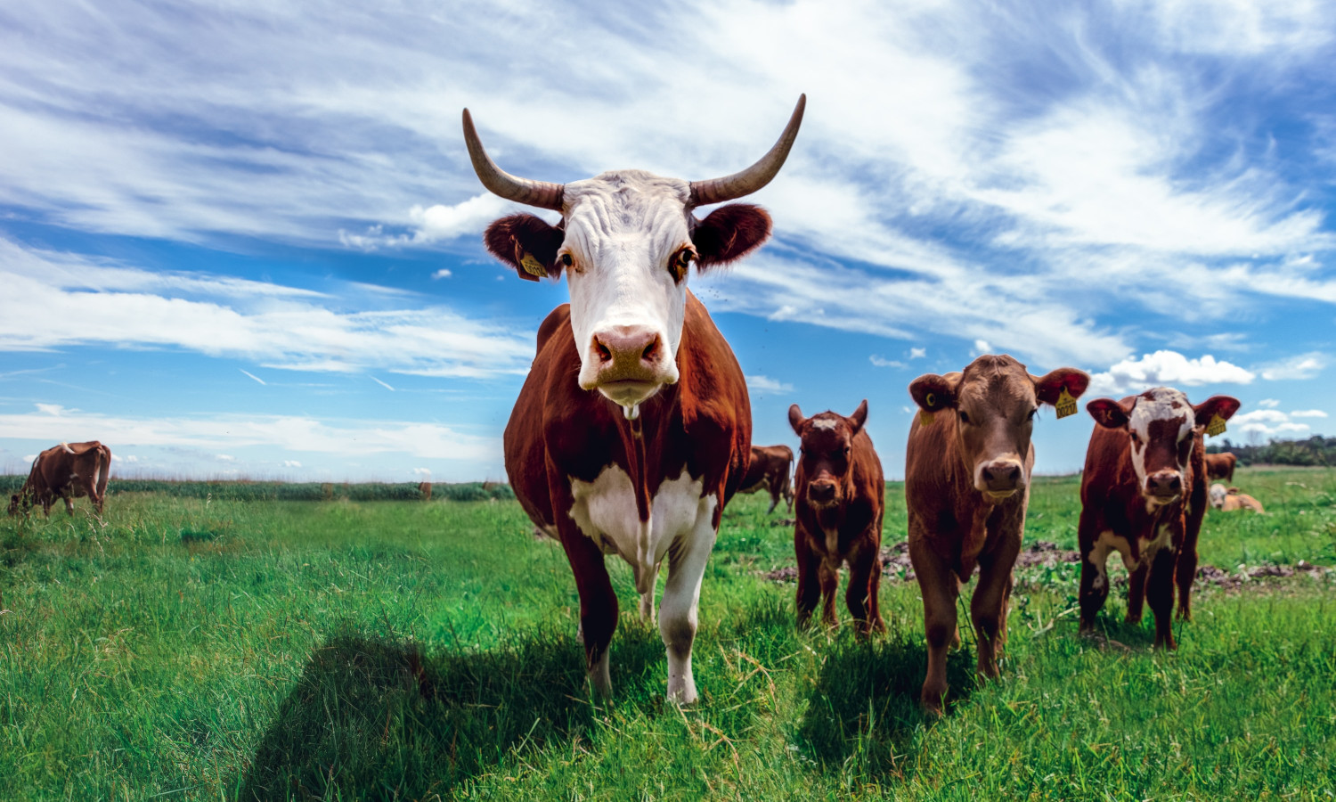 Agriculture